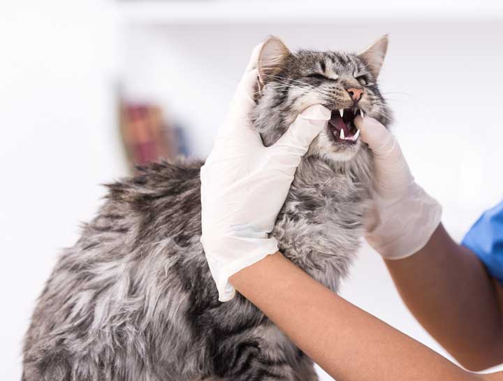 $city Pet Dentist