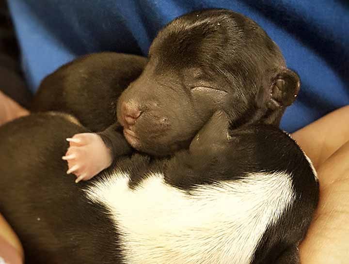 Puppy Care
